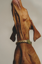 Ошейник "Кантри-Пони" Зеленый