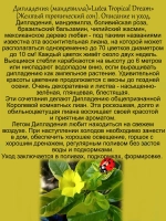 Дипладения Лютея Тропикал Дрим Мандевилла