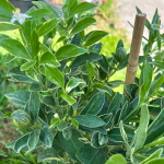 Круглый кумкват вар – Citrus japonica var