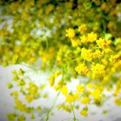 фото володушки золотистой-adonnis.ru