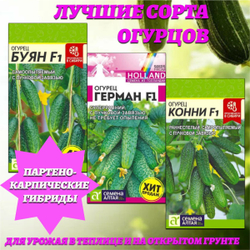 Лучшие сорта самоопыляемых гибридов огурцов. Семена Алтая