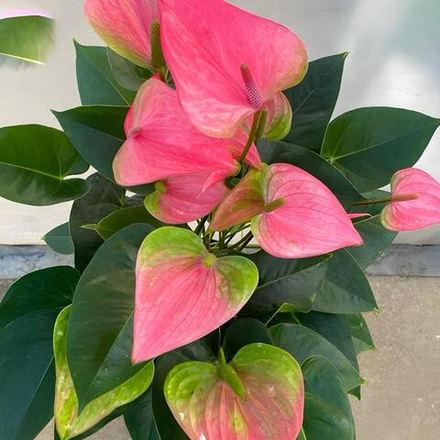 Антуриум Андрэ ROYAL PINK CHAMP (P125)