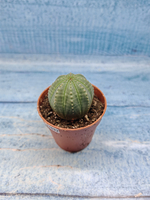 Euphoria Obesa (Эуфорбия)