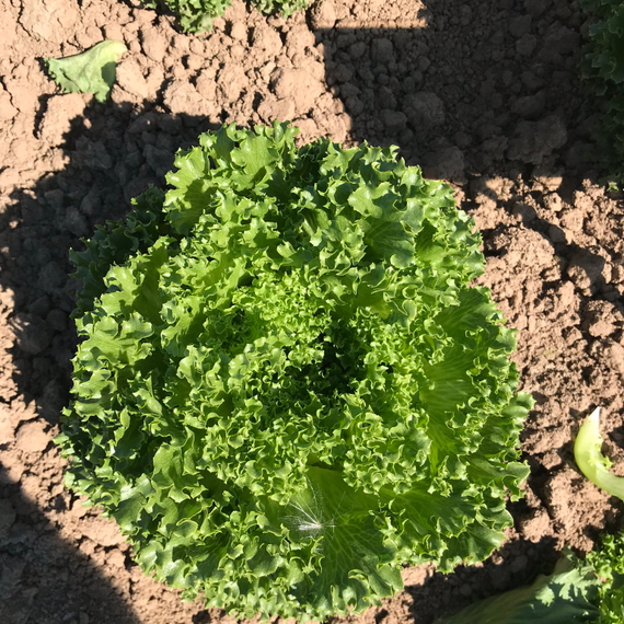 ЛАЛИК семена салата Rijk Zwaan отзывы – фото 4