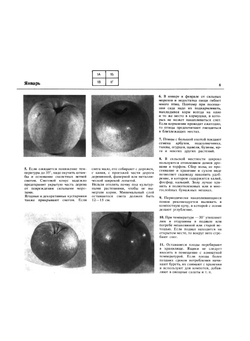 Приусадебный сад | Б.А. Попов