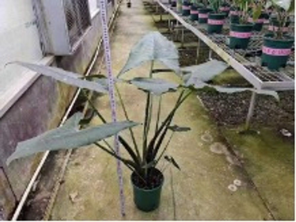 Алоказия Zebrina д.24