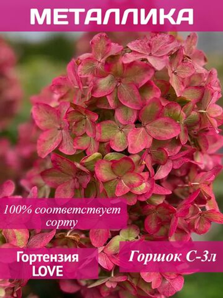 Металлика гортензия метельчатая