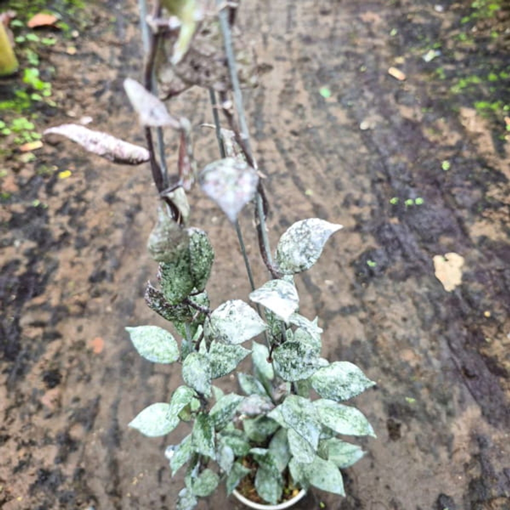 Хойя LACUNOSA BLACK AURORA