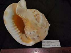 Кассис Корнута 170-295 мм