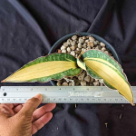 Сансевиерия ES829