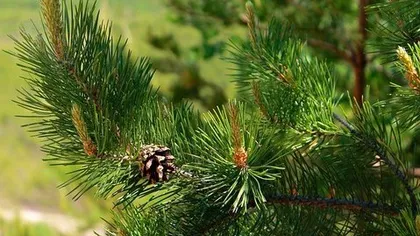 Хвойный концентрат