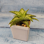 Aloe Rauhii Snowflake (Алоэ)