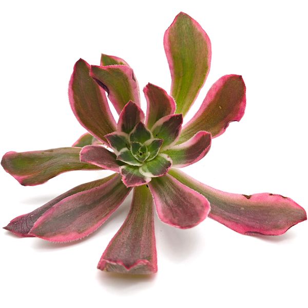 Суккулент Эониум Пинк Фейри