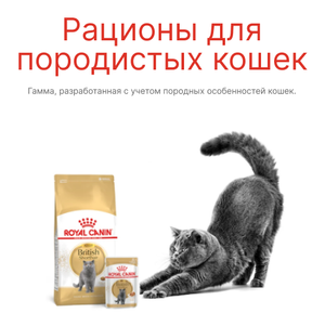 Рационы для породистых кошек