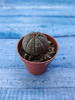 Euphorbia Obesa (Эуфорбия)