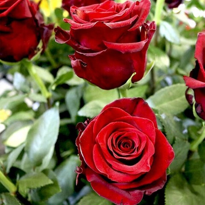 Роза Эксплорер чайно-гибридная