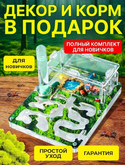Муравьиная ферма с муравьями в подарок «Стартовая Мох»
