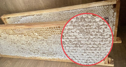 Мёд цветочный в мини- сотах разнотравный, Алтайский край, 385-490 гр.