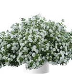 Б6 Бакопа Double snowball white