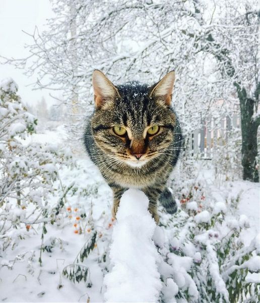 Особенности содержания кошек в зимний период.