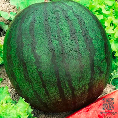 Шуга Деликата F1 семена арбуза (Sakata / Саката)