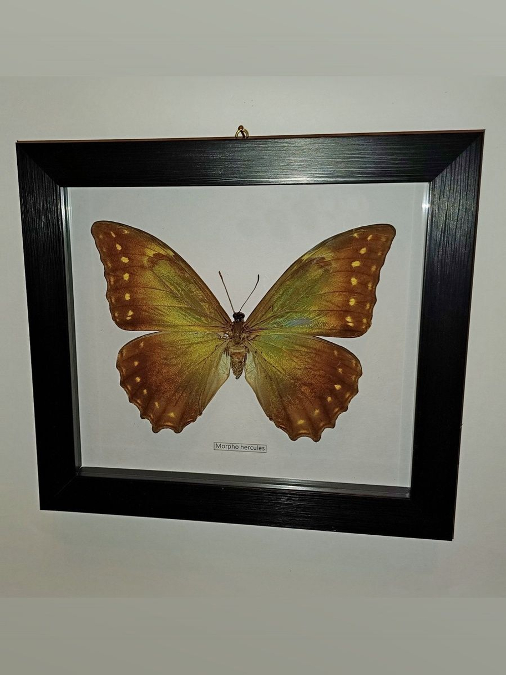 Бабочка Morpho hercules самка в рамке