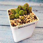Adromischus Marianiae Herrei Lime Drops (Адромискус)