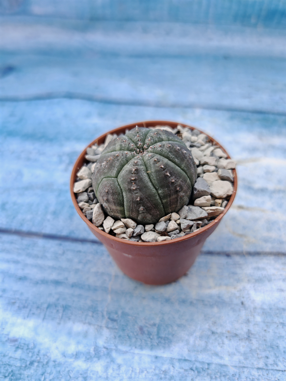 Euphorbia Obesa (Эуфорбия)