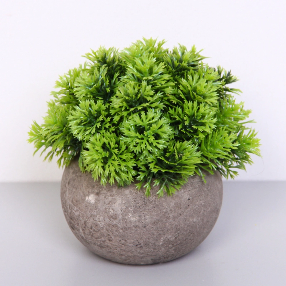 Цветочная композиция «Green garden» 10*12см в горшке, шишка