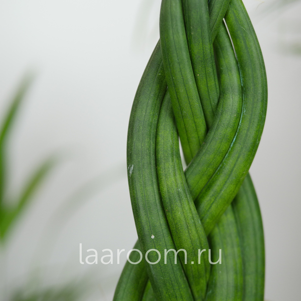 Сансевиерия Цилиндрика Коса 9/30