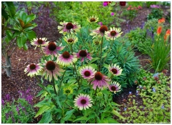 Эхинацея пурпурная Грин Твистер С2 Закупка М39 июнь 2026