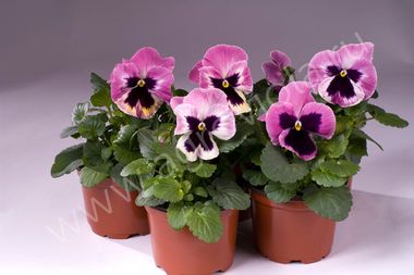 S2591 Виола Cello Pink Shades with Blotch 100 шт.