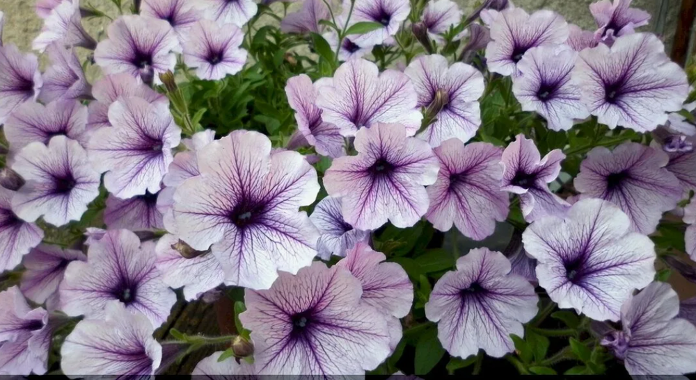 Петуния Опера Лилак Айс Opera Lilac Ice конец МАРТа Рассада ОКС