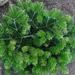 Пихта кефалиннийская Мейерс Дварф С5 20-30