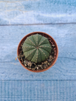 Euphoria Obesa (Эуфорбия)