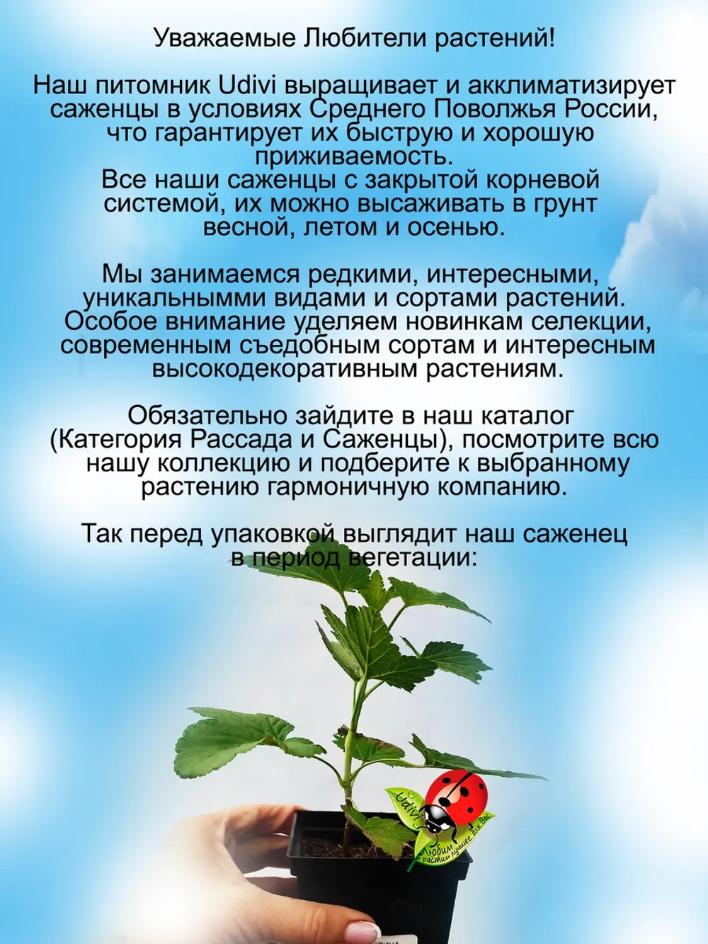 Смородина Пигмей черная очень сладкая