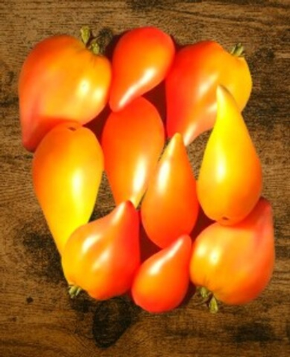 Томат биколор Похвала Марины 5шт.