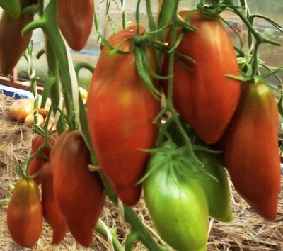 КУБИНСКИИ ПЕРЦЕВИДНЫЙ