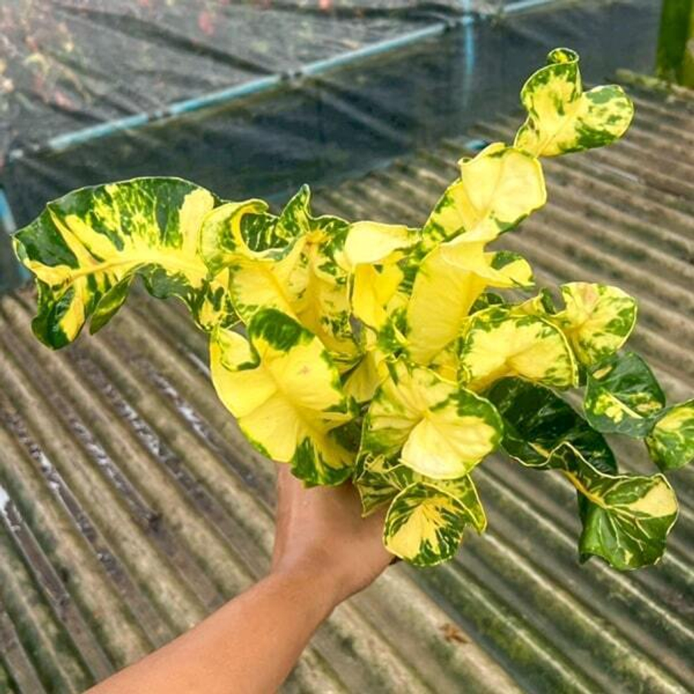 Кротон PHON THIWA