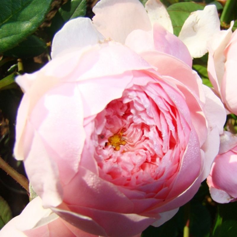 Роза парковая Зе Алнвик "The Alnwick Rose"