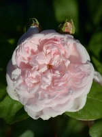 Роза английская Эглантин