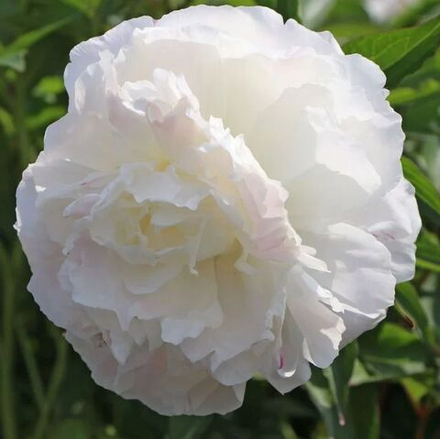 Пион Ширли Темпл (1 шт) Волжский Сад