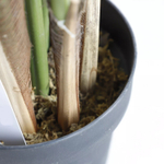 Алоказия 210 см.