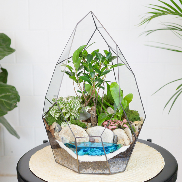 Готовый флорариум бонсай Фикус Айсберг с озером
