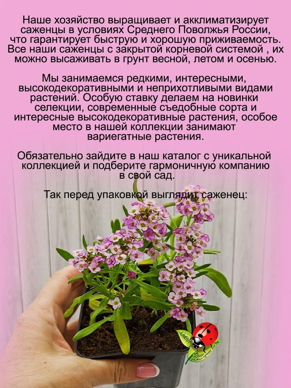 Алиссум вегетативный Люсия Лаванда розовый Lucia Lavаnder