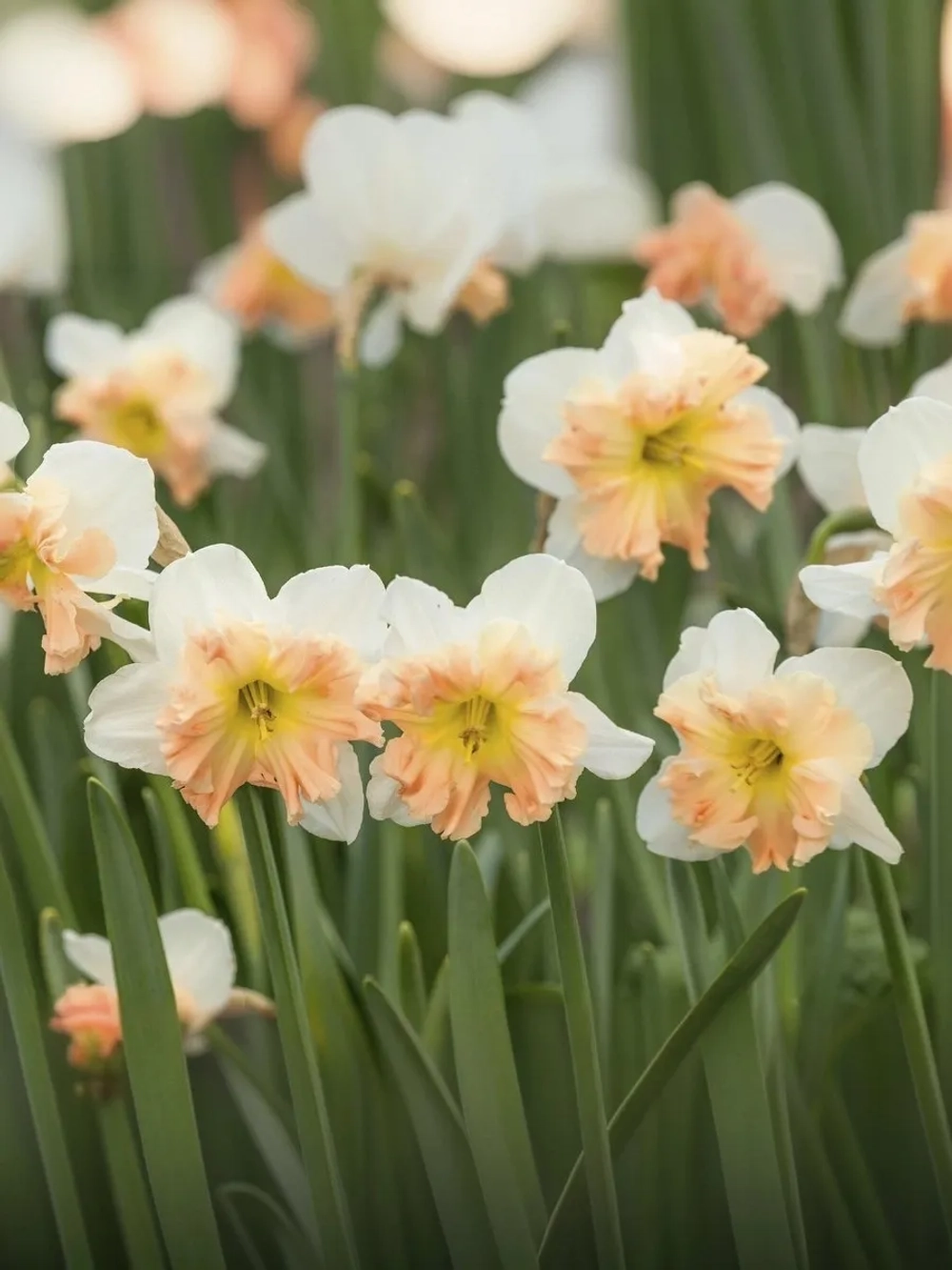 Нарцисс Разрезнокорончатый Мали