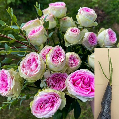 Роза Джелато спрей кустовая саженец с ОКС.