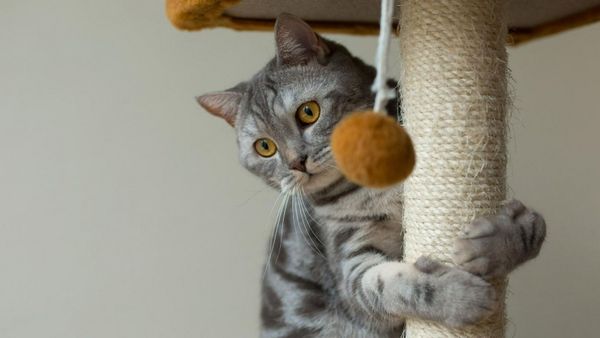 Маникюрный аксессуар для кошечки