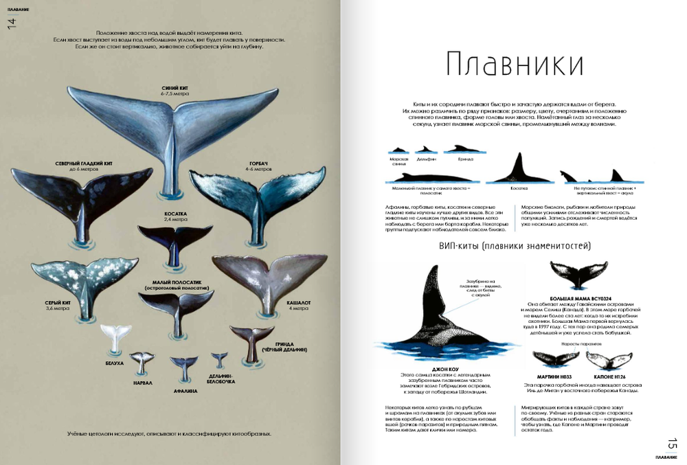 Киты [ПРЕДЗАКАЗ]