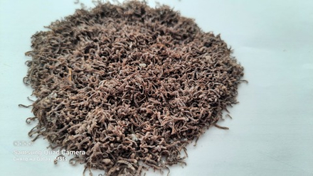 Мотыль 100гр.